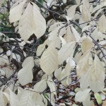 20171008_124930_resized