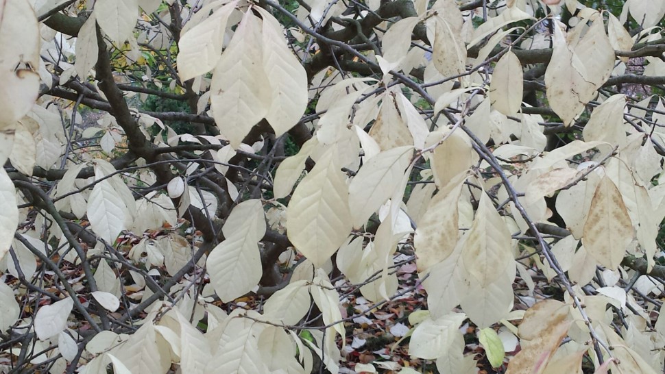 20171008_124930_resized